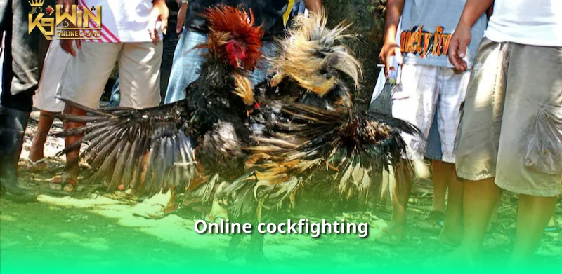 Online cockfighting