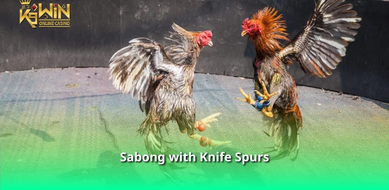 Sabong with Knife Spurs