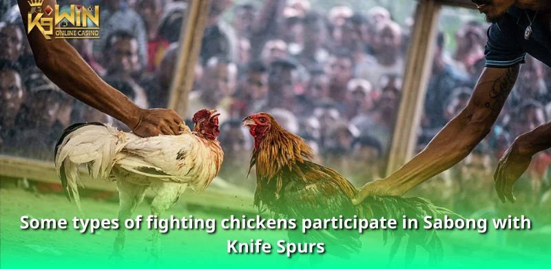 Some types of fighting chickens participate in Sabong with Knife Spurs