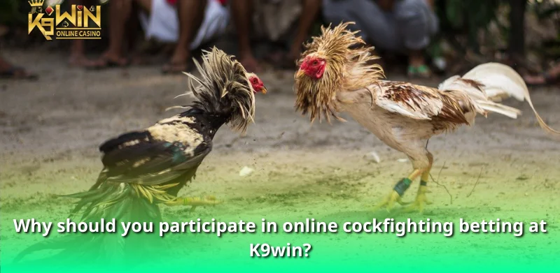 Why should you participate in online cockfighting betting at K9win?